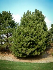 Сосна Чёрная (Pinus Nigra) купить по цене от 270.00р. в интернет-магазине «Посадика» с доставкой почтой в в Сургуте и по всей России – [изображение №1].