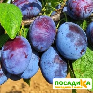 Слива Чачакская ранняя купить по цене от 229.00р. в интернет-магазине «Посадика» с доставкой почтой в в Сургуте и по всей России – [изображение №1].