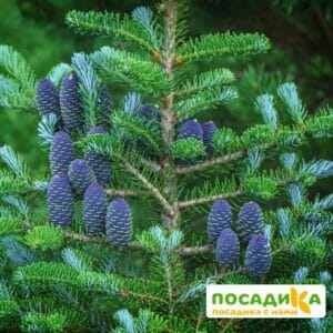 Пихта корейская (Abies koreana) купить по цене от 450.00р. в интернет-магазине «Посадика» с доставкой почтой в в Сургуте и по всей России – [изображение №1].