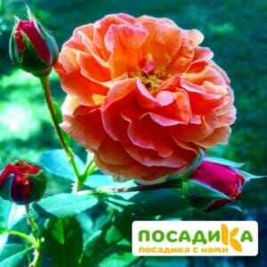 Роза Арабия купить по цене от 350.00р. в интернет-магазине «Посадика» с доставкой почтой в в Сургуте и по всей России – [изображение №1].