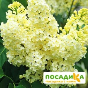 Сирень Примроуз (Primrose) купить по цене от 529.00р. в интернет-магазине «Посадика» с доставкой почтой в в Сургуте и по всей России – [изображение №1].