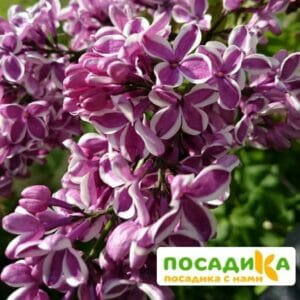 Сирень Сенсация купить по цене от 529.00р. в интернет-магазине «Посадика» с доставкой почтой в в Сургуте и по всей России – [изображение №1].