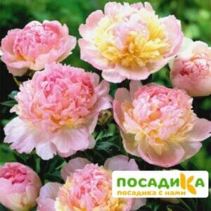 Пион Распберри Сандей (Paeonia Raspberry Sundae) купить по цене от 959р. в интернет-магазине «Посадика» с доставкой почтой в в Сургуте и по всей России – [изображение №1].