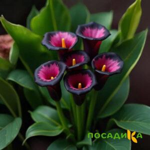 Калла Аура Лейс купить по цене от 400р. в интернет-магазине «Посадика» с доставкой почтой в в Сургуте и по всей России – [изображение №1].