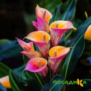 Калла Оникс купить по цене от 450р. в интернет-магазине «Посадика» с доставкой почтой в в Сургуте и по всей России – [изображение №1].