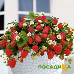 Клубника Рубиновый Шепот (горшечная) купить по цене от 240р. в интернет-магазине «Посадика» с доставкой почтой в в Сургуте и по всей России – [изображение №1].