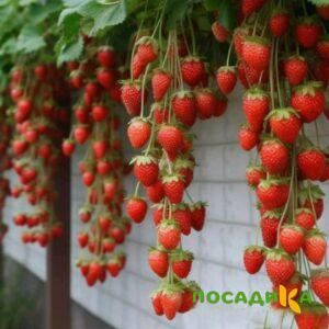 Клубника вьющаяся Комплимент купить по цене от 470р. в интернет-магазине «Посадика» с доставкой почтой в в Сургуте и по всей России – [изображение №1].