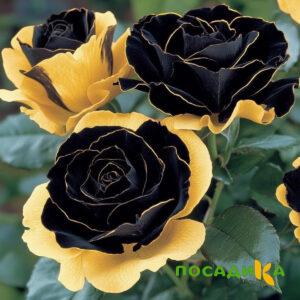 Роза Ханни Сикл купить по цене от 700р. в интернет-магазине «Посадика» с доставкой почтой в в Сургуте и по всей России – [изображение №1].