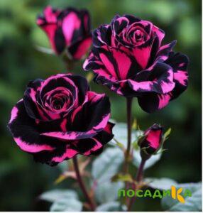 Роза Багровый Шепот купить по цене от 366р. в интернет-магазине «Посадика» с доставкой почтой в в Сургуте и по всей России – [изображение №1].