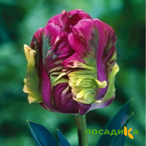 Тюльпан Экзотик Хэвен купить по цене от 186р. в интернет-магазине «Посадика» с доставкой почтой в в Сургуте и по всей России – [изображение №1].